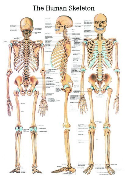 Beste Anatomie Poster menselijk skelet 70 x 100 cm. | GELAMINEERD LZ-25
