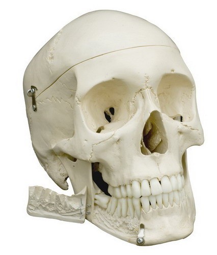 Menselijke replica | Anatomie schedel kopen
