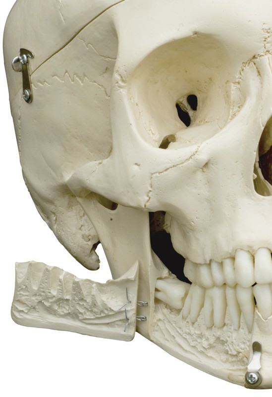 uitdrukking 鍔 Literatuur Menselijke schedel replica | Anatomie schedel kopen